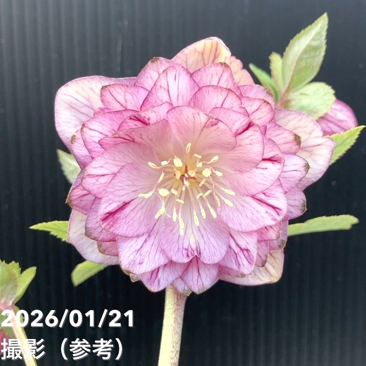 お買い得一点物咲き進み株】加藤農園 クリスマスローズ 4.5号（KT27