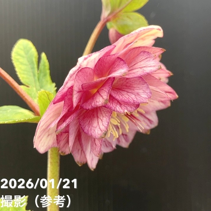 バカ息子と親バカ クリスマスローズ 追加分 2025.3 我が家のクリスマスローズたち - 空元気も元気！