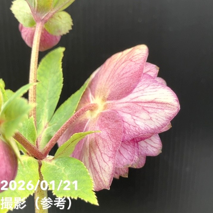 一点物】加藤農園 クリスマスローズ 4.5号（KT27）｜山野04-PA | 草花