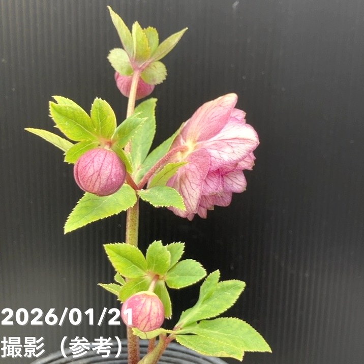 一点物】加藤農園 クリスマスローズ 4.5号（KT27）｜山野04-PA | 草花