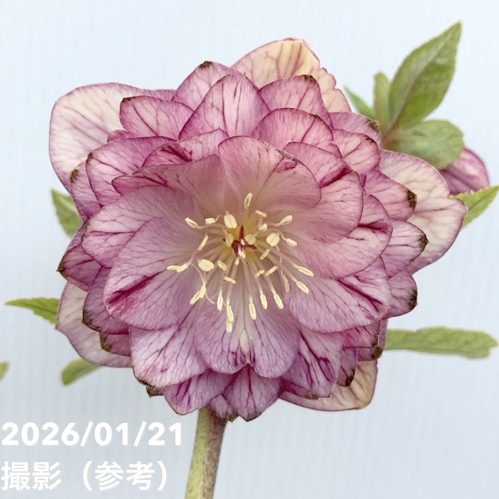 ローズ様 ダイヤモンドローズ(L)/セブンラック | ローズギャラリー銀座