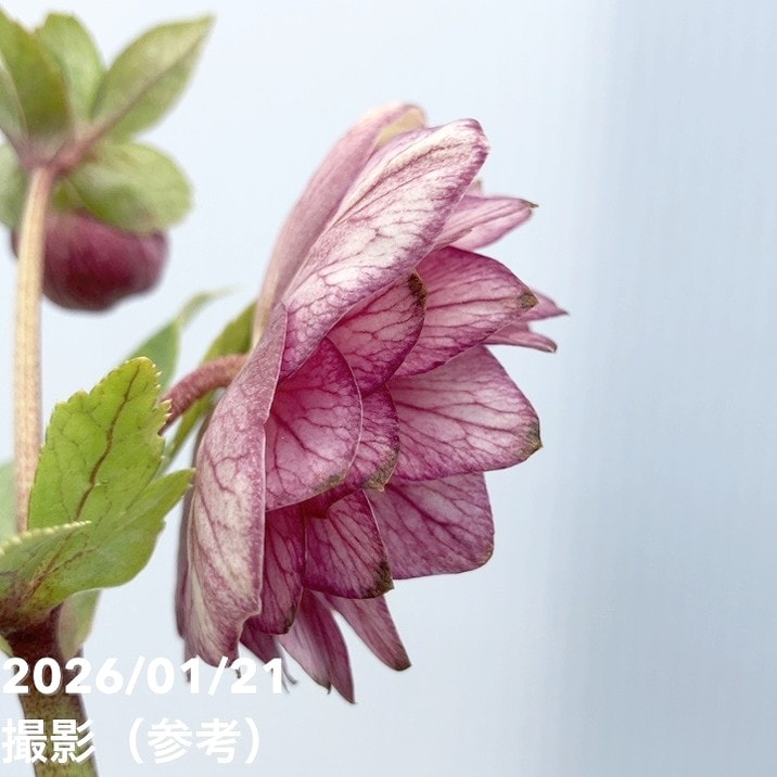 ㉖-235クリスマスローズ 楽天市場】クリスマスローズ ダブル 開花株 グロスレッド 5号 現品