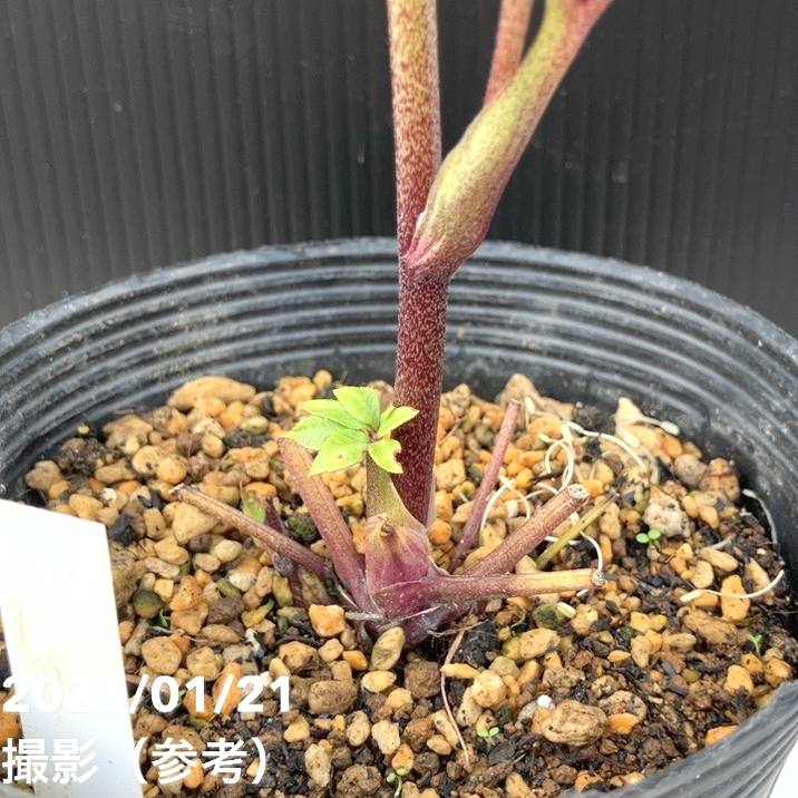 一点物】加藤農園 クリスマスローズ 4.5号（KT27）｜山野04-PA | 草花