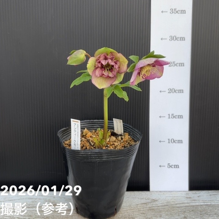 一点物】加藤農園 クリスマスローズ アンティークモーリー 4.5号（KT90