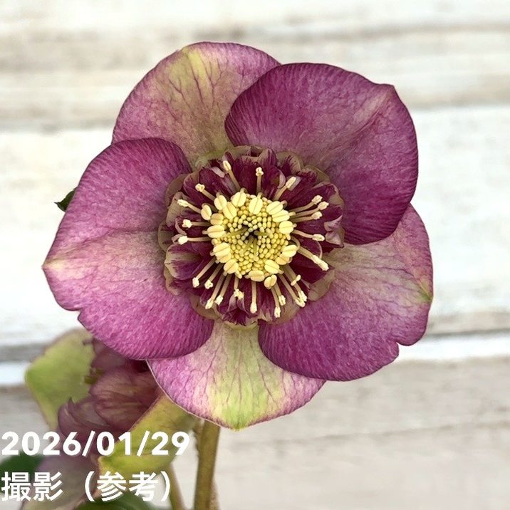 一点物】加藤農園 クリスマスローズ アンティークモーリー 4.5号（KT90