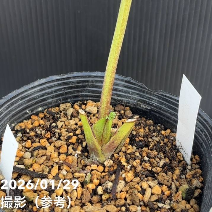 一点物】加藤農園 クリスマスローズ アンティークモーリー 4.5号（KT90