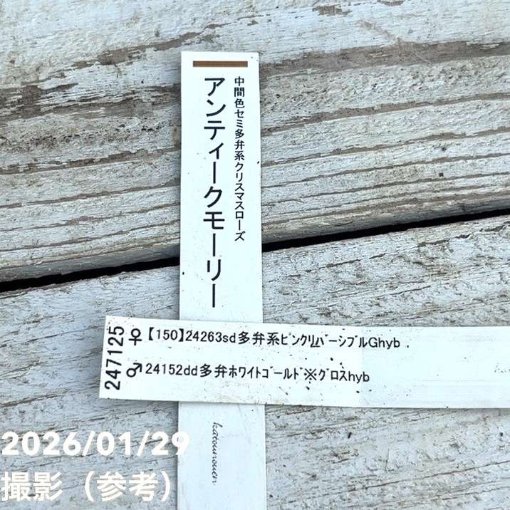 一点物】加藤農園 クリスマスローズ アンティークモーリー 4.5号（KT90