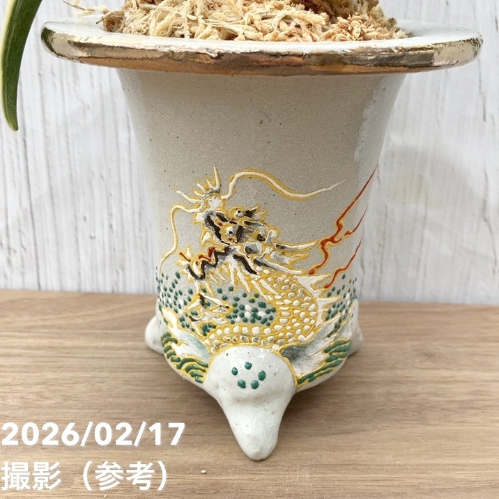 現品お届け】豊明園 万年青 オモト 新生殿（しんせいでん）錦鉢 龍