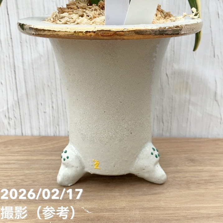 現品お届け】豊明園 万年青 オモト 新生殿（しんせいでん）錦鉢 龍