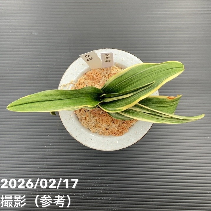 現品お届け】豊明園 万年青 オモト 新生殿（しんせいでん）錦鉢 龍