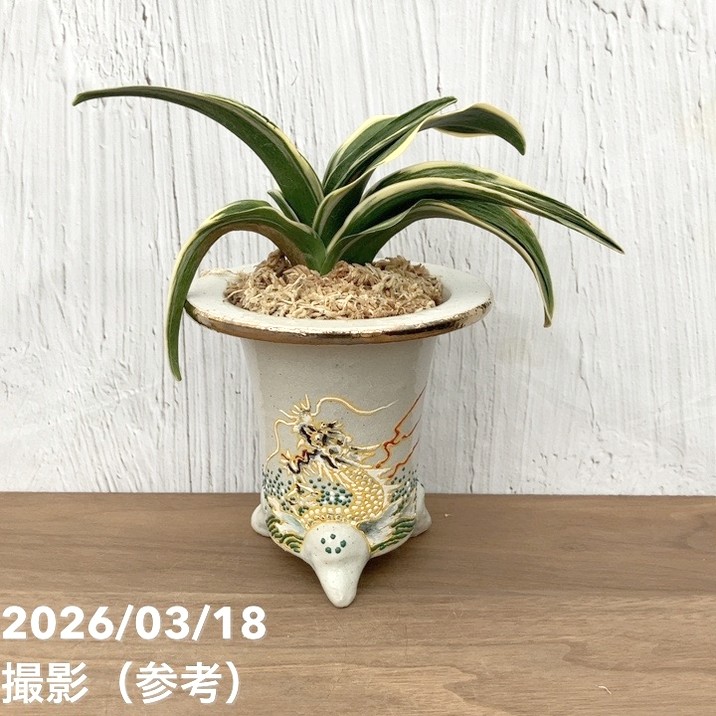 現品お届け】豊明園 万年青 オモト 新生殿（しんせいでん）錦鉢 龍