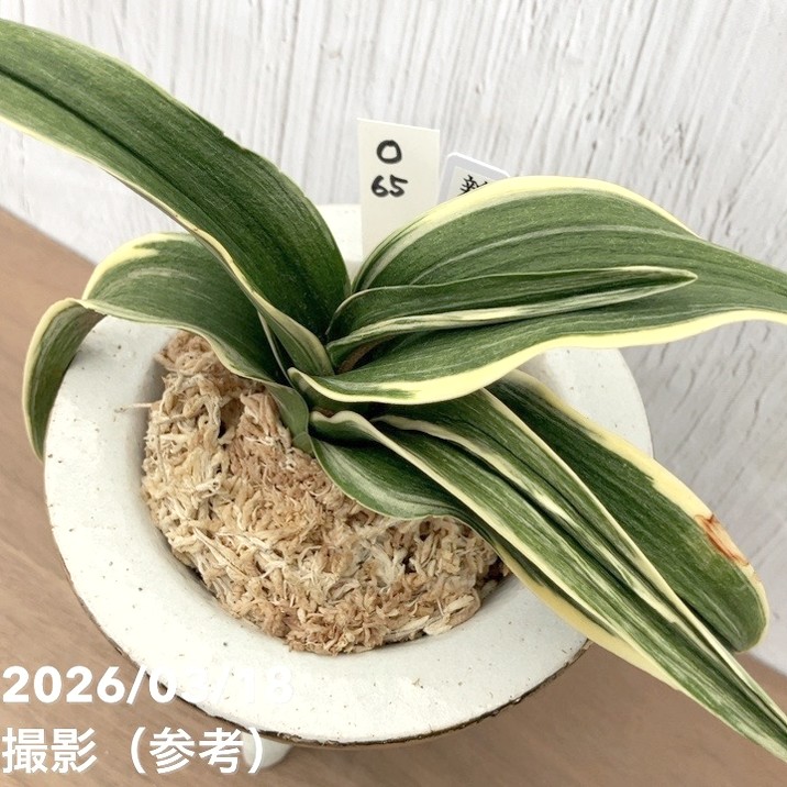 現品お届け】豊明園 万年青 オモト 新生殿（しんせいでん）錦鉢 龍