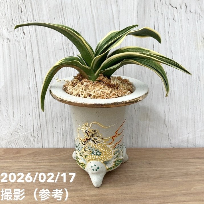 現品お届け】豊明園 万年青 オモト 新生殿（しんせいでん）錦鉢 龍