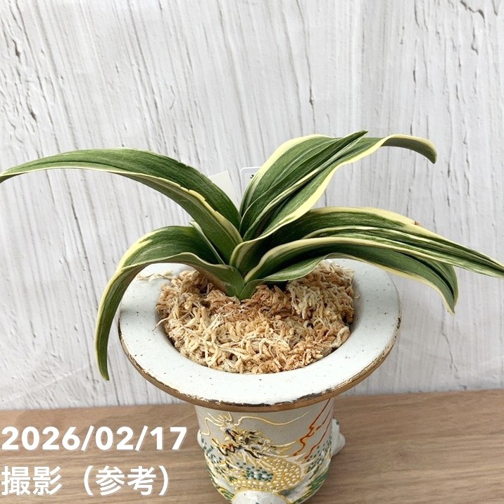 現品お届け】豊明園 万年青 オモト 新生殿（しんせいでん）錦鉢 龍