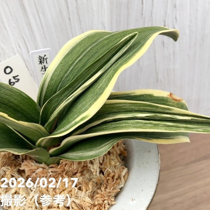 現品お届け】豊明園 万年青 オモト 新生殿（しんせいでん）錦鉢 龍