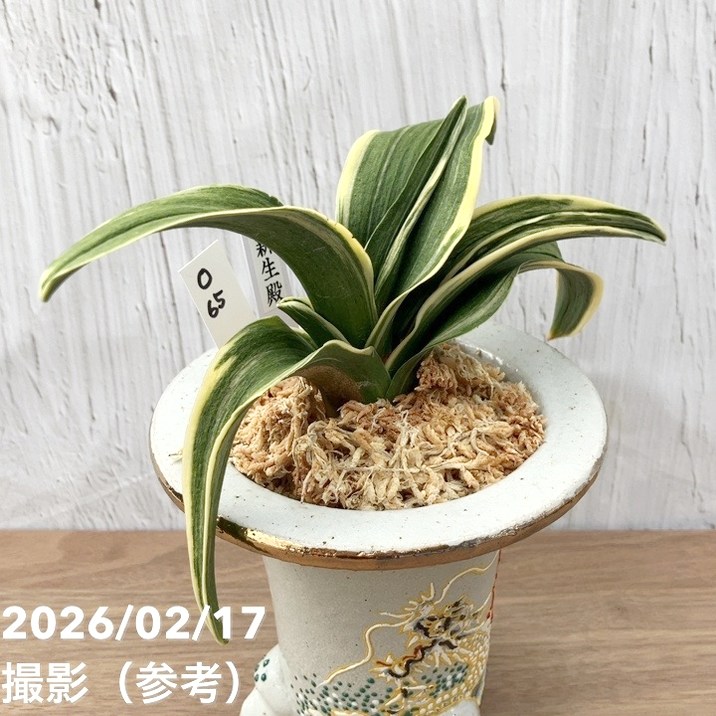 現品お届け】豊明園 万年青 オモト 新生殿（しんせいでん）錦鉢 龍