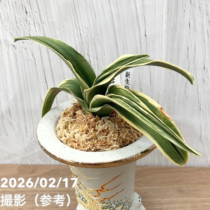 万年青オモト　新生殿 現品お届け】豊明園 万年青 オモト 新生殿（しんせいでん）錦鉢 龍