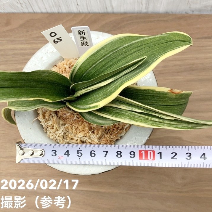 現品お届け】豊明園 万年青 オモト 新生殿（しんせいでん）錦鉢 龍