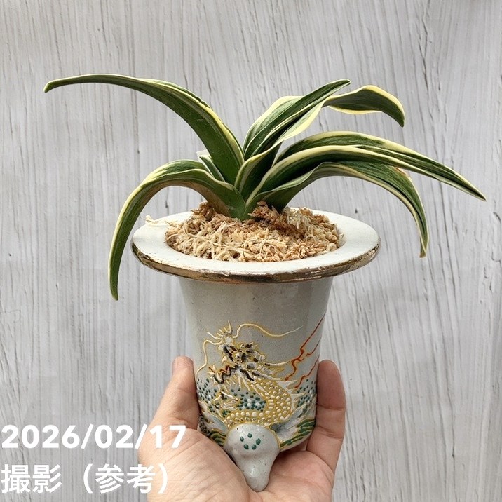 現品お届け】豊明園 万年青 オモト 新生殿（しんせいでん）錦鉢 龍