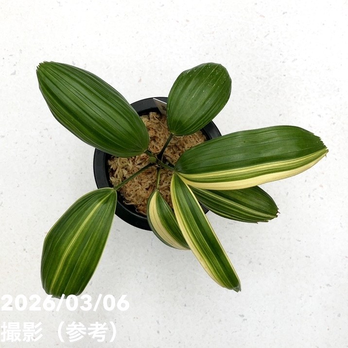 現品お届け】観音竹 カンノンチク 東海錦 とうかいにしき プラ鉢（K28