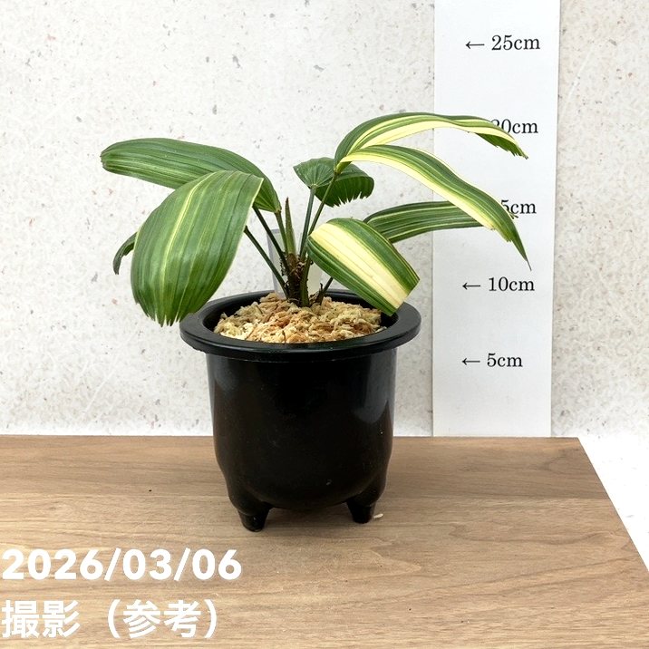 現品お届け】観音竹 カンノンチク 東海錦 とうかいにしき プラ鉢（K28