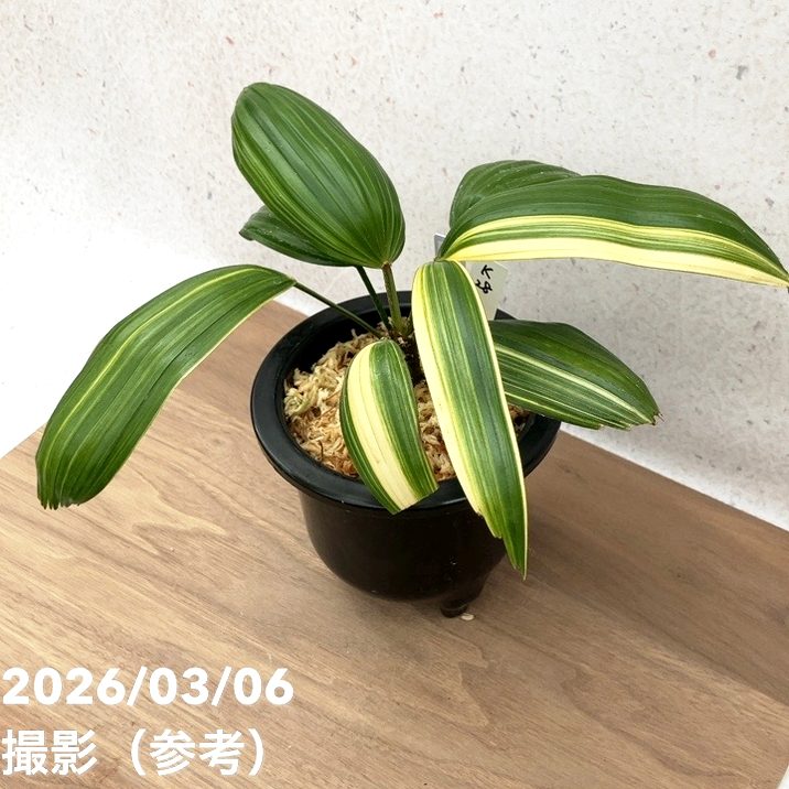 現品お届け】観音竹 カンノンチク 東海錦 とうかいにしき プラ鉢（K28