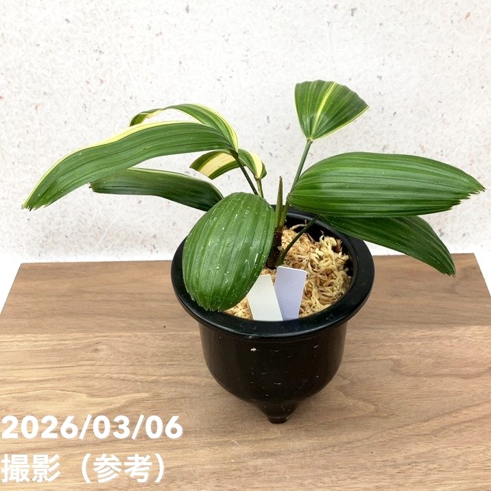 現品お届け】観音竹 カンノンチク 東海錦 とうかいにしき プラ鉢（K28