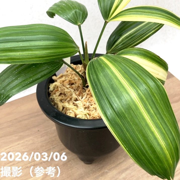 現品お届け】観音竹 カンノンチク 東海錦 とうかいにしき プラ鉢（K28