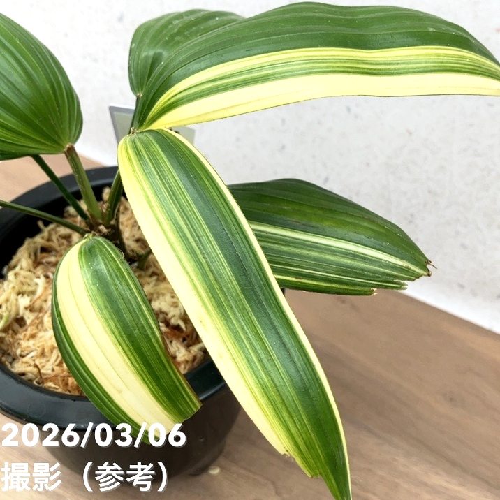 現品お届け】観音竹 カンノンチク 東海錦 とうかいにしき プラ鉢（K28
