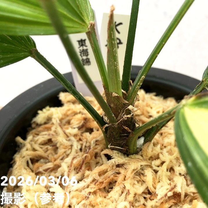 現品お届け】観音竹 カンノンチク 東海錦 とうかいにしき プラ鉢（K28