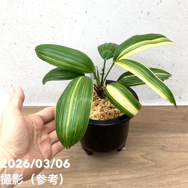 現品お届け】観音竹 カンノンチク 東海錦 とうかいにしき プラ鉢（K28