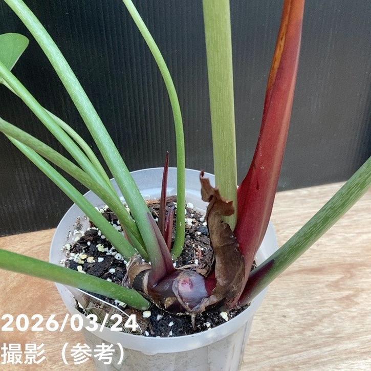 フィロデンドロン サマーグローリー 6号｜観葉04-PA | 観葉・多肉