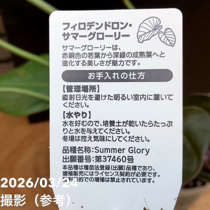 フィロデンドロン サマーグローリー 6号｜観葉04-PA | 観葉・多肉
