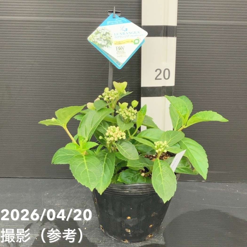 PW ラグランジア（R）ブライダルシャワー 5号｜花木10-TU | 花木・庭木