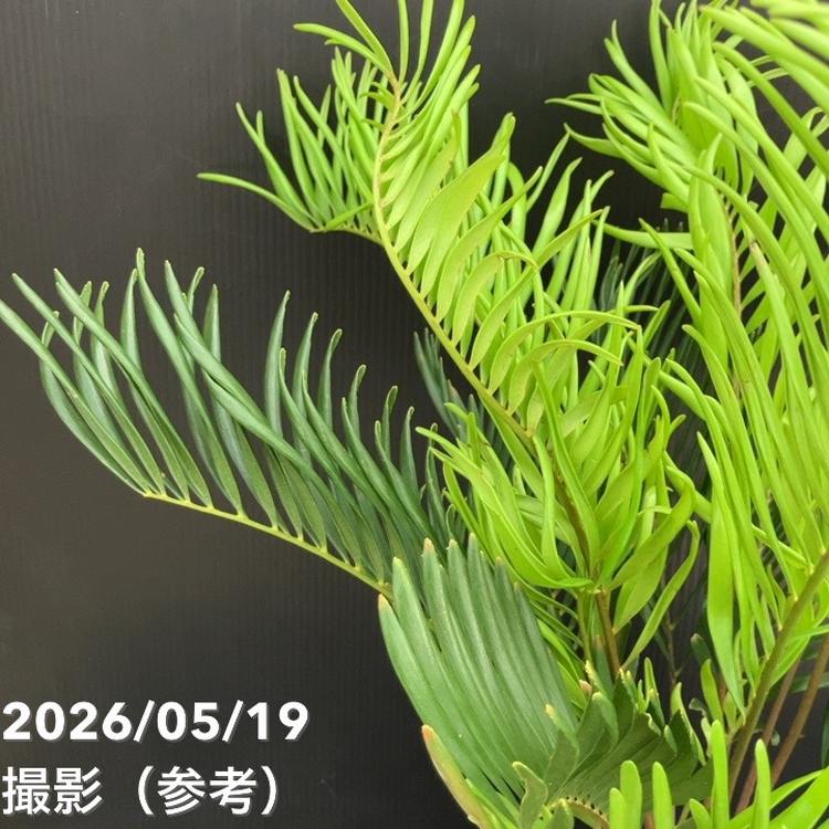 ザミア　フロリダーナ　7頭 ザミア フロリダーナ（メキシコソテツ）7号 ｜観葉10-TU | 観葉・多肉
