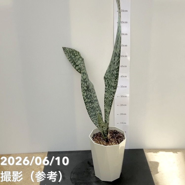 決算P5倍！10%OFF！8/2まで】サンスベリア 6号 アブリティアナ プラ鉢