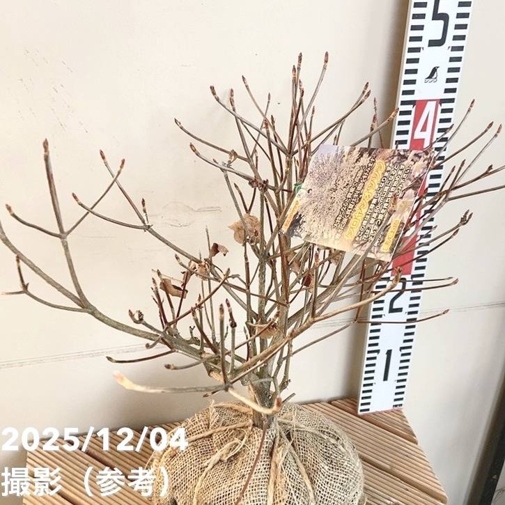 希少ツツジ シロヤシオツツジ 根巻き苗｜花木04-PA | 花木・庭木