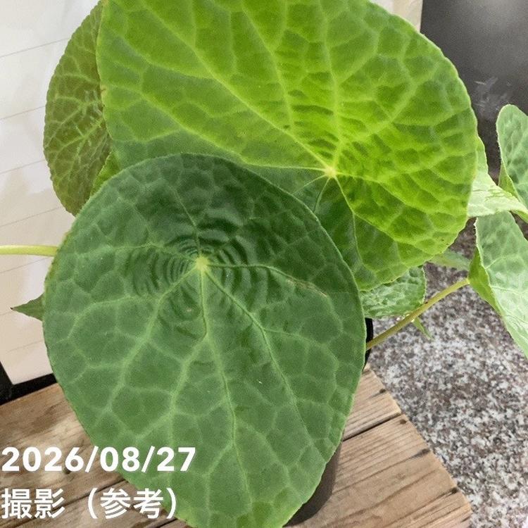 ベゴニア フートエンシス 6号｜観葉04-PA | 観葉・多肉 | 赤塚植物園