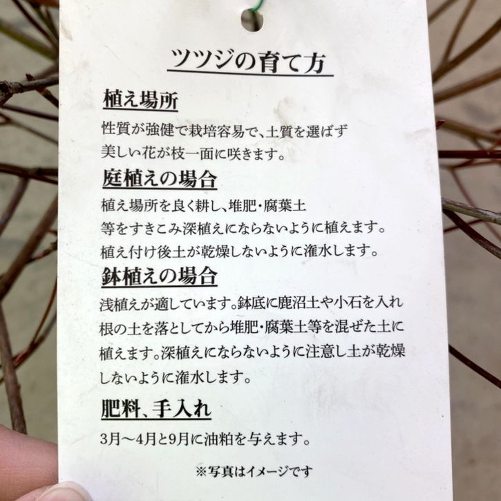 希少ツツジ シロヤシオツツジ 根巻き苗｜花木04-PA | 花木・庭木