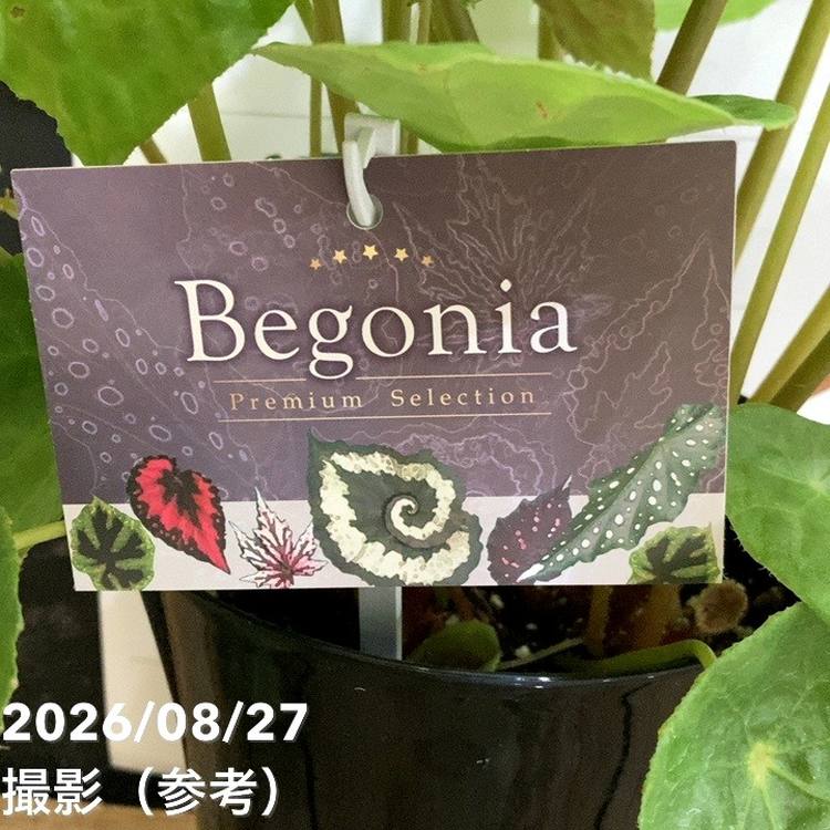 ベゴニア フートエンシス 6号｜観葉04-PA | 観葉・多肉 | 赤塚植物園