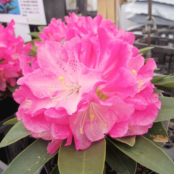 シャクナゲ3 5号苗 ピーチパイ 赤塚植物園自社生産品 スーパーローディー シャクナゲ 3 5号苗 赤塚植物園オンライン フラワーショップ 花の音 シャクナゲ3 5号苗 ピーチパイ 赤塚植物園自社生産品 スーパーローディー シャクナゲ 3 5号苗 赤塚植物園オンライン フラワーショップ 花の音