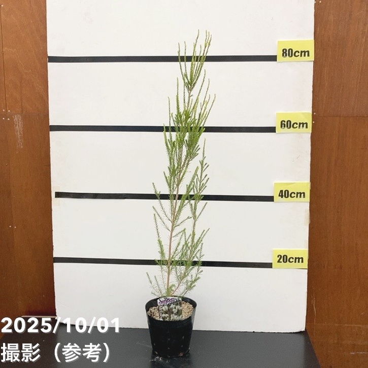 メラレウカ ラベンダーティーツリー 5号 ※お届けに10日程度