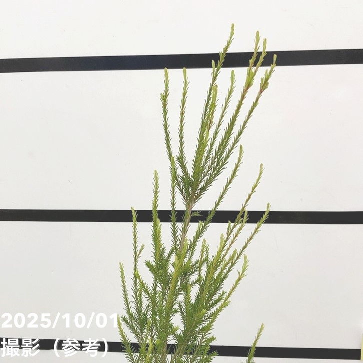 ドテラ ラベンダー　ティーツリー　ペパーミント　　新品未開封　正規品 ドテラ トリオタッチ ラベンダー ペパーミント、ティーツリー3本