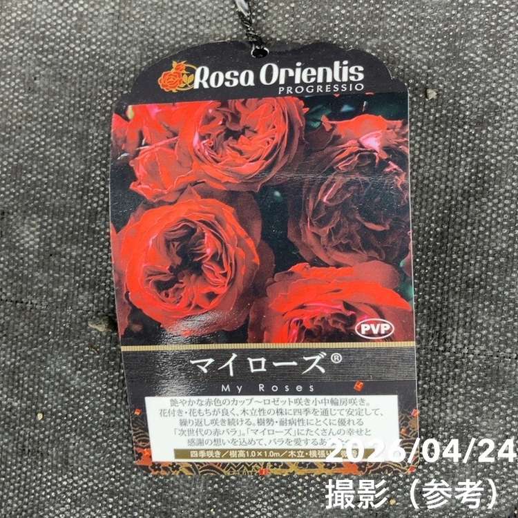お買い得！】バラ大苗 マイローズ 7号 ロサ・オリエンティス