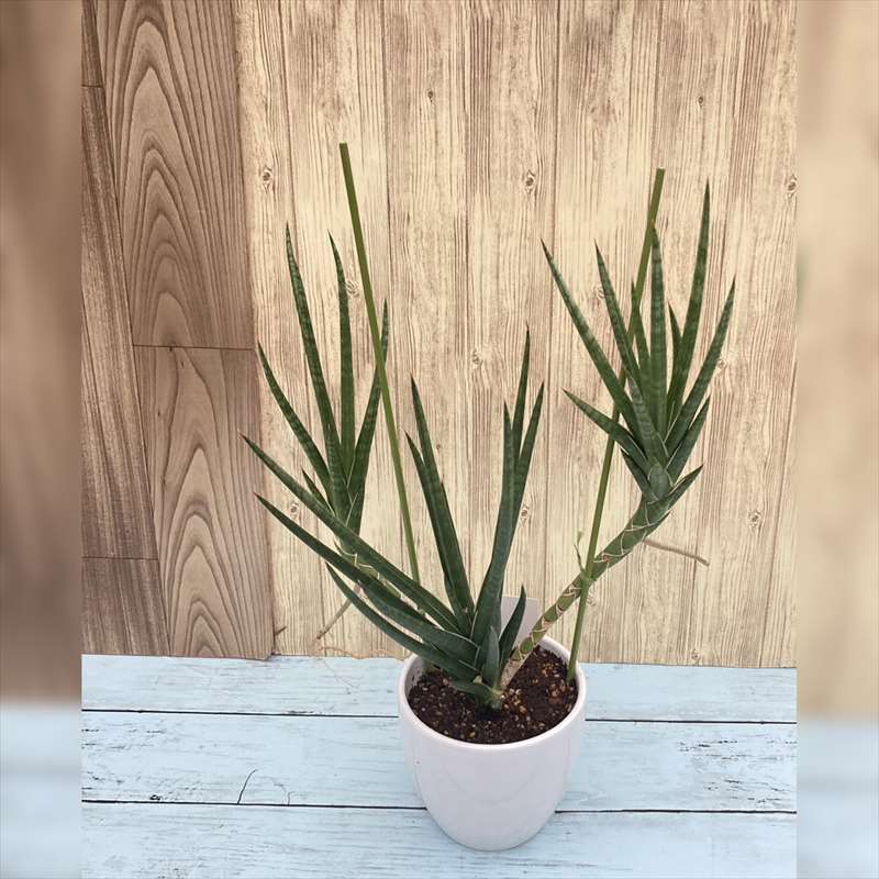 サンセベリア フランシー花芽付き 曲がり 陶器鉢植 Allstarbailbondslv Com サンセベリア フランシー花芽付き 曲がり 陶器鉢植 Allstarbailbondslv Com