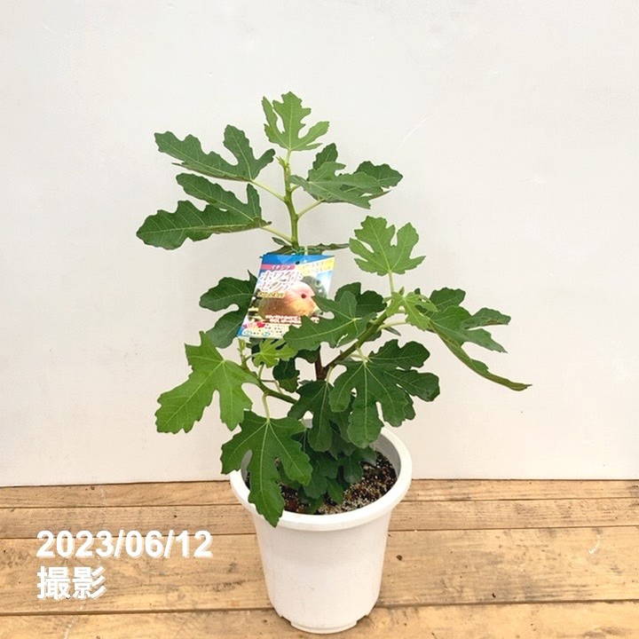 充実株イチジク ホワイトゼノア 6号｜果樹10-TU | 果樹,イチジク