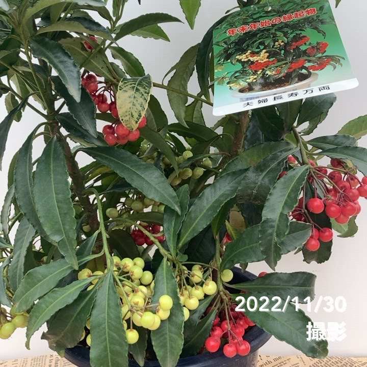 縁起物！夫婦長寿万両 マンリョウ 宝船錦 6号｜観葉10-TU | 花木