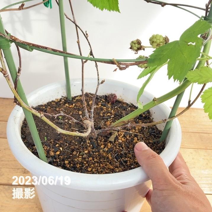 決算P5倍！10%OFF！8/2まで】ボイセンベリー 7号｜果樹10-TU | 果樹