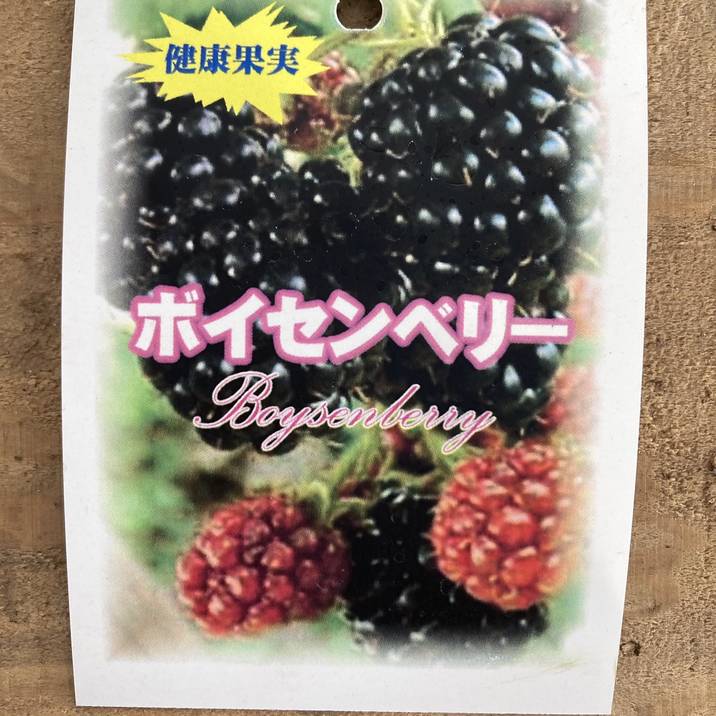 ボイセンベリー 7号｜果樹10-TU | 果樹,ラズベリー・ベリー類 | 赤塚