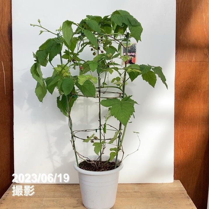 ボイセンベリー 7号｜果樹10-TU | 果樹,ラズベリー・ベリー類 | 赤塚